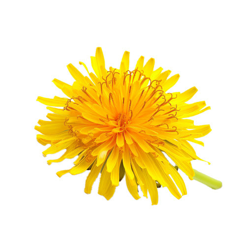 Dandelion Leaf Extract