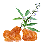 Erandmool & Shallaki