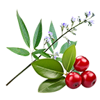 Erandmool & Wintergreen Oil