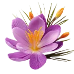 Safr’InsideTM(Saffron)