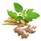 Sunthi & Ashwagandha