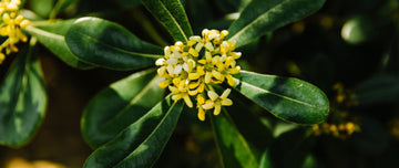 What Is Gokshura? Benefits, Uses & More