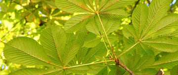 Benefits of Nirgundi: A Powerful Medicinal Herb for Wellness