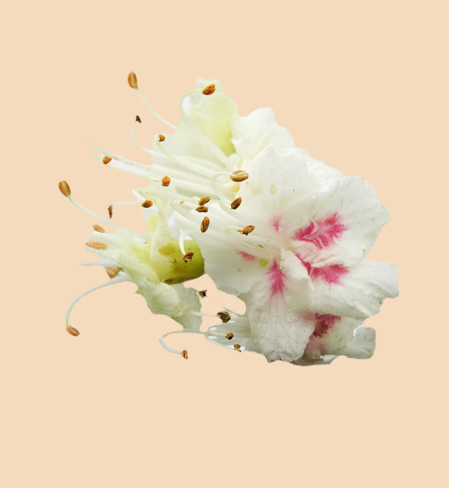 White Chestnut & Cherry Plum