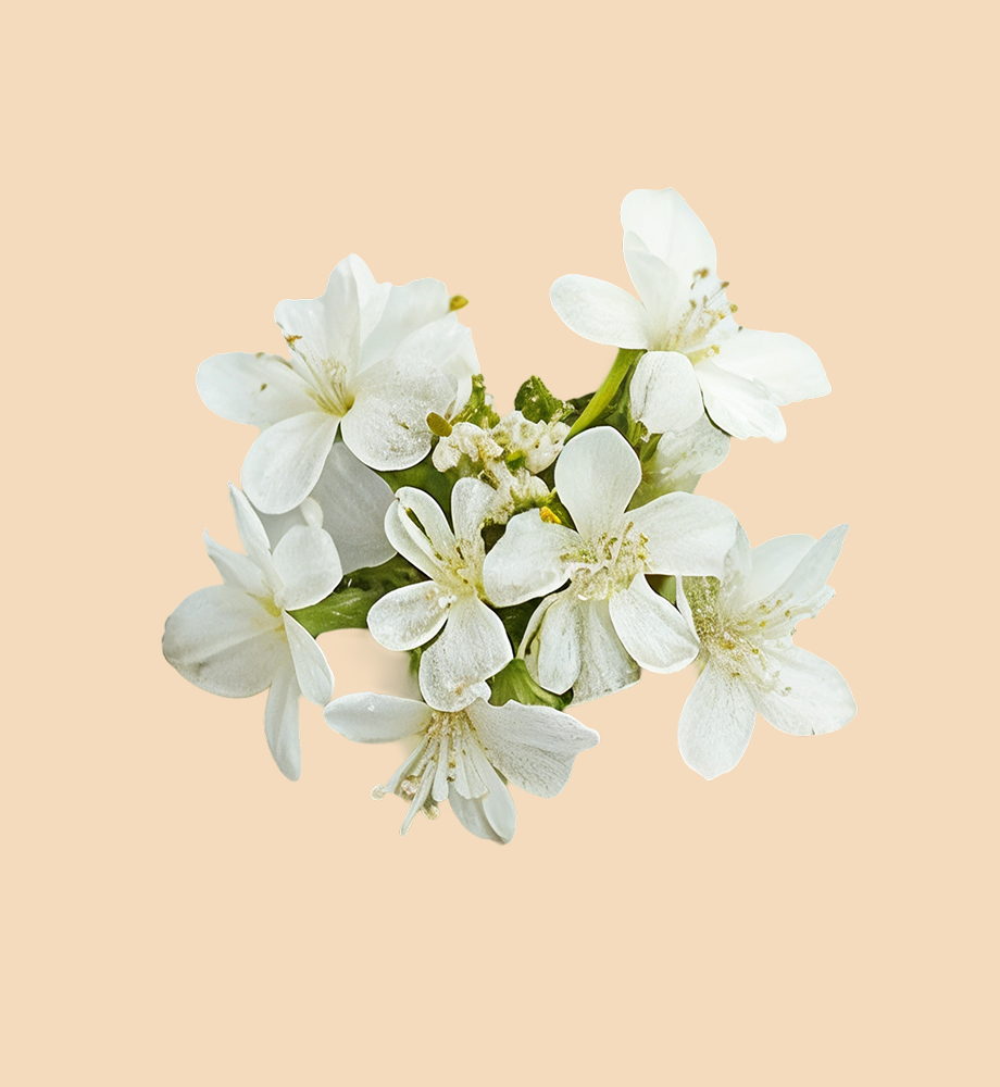 Star of Bethlehem & Clematis