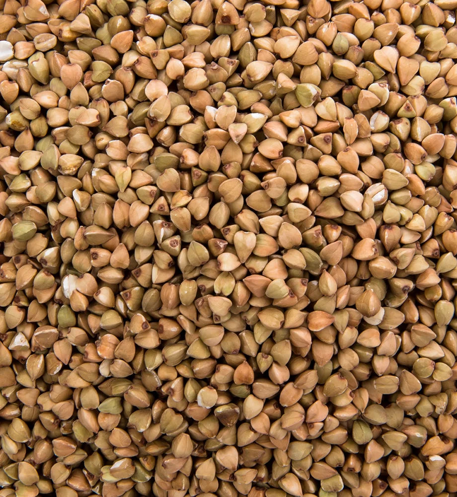 Fenugreek