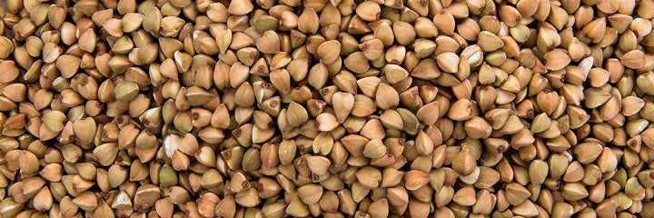 Fenugreek