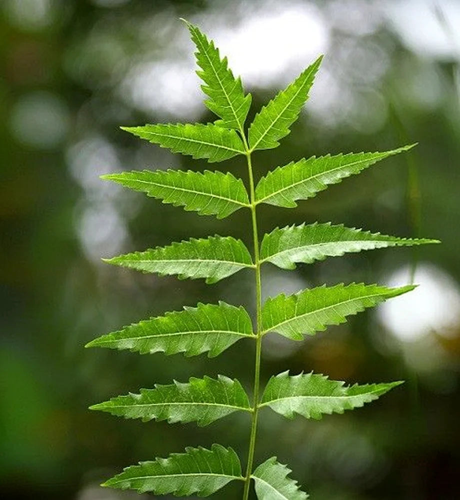 Neem