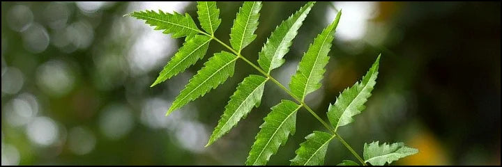 Neem