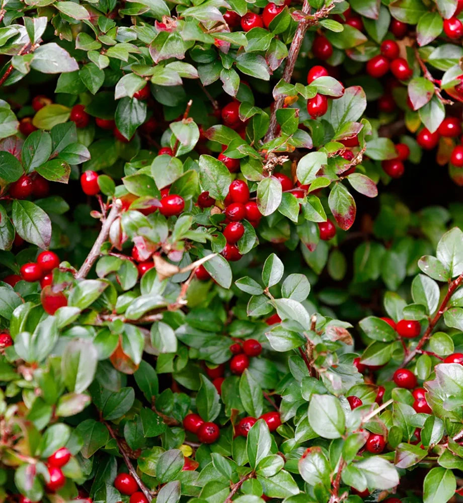 Wintergreen Oil