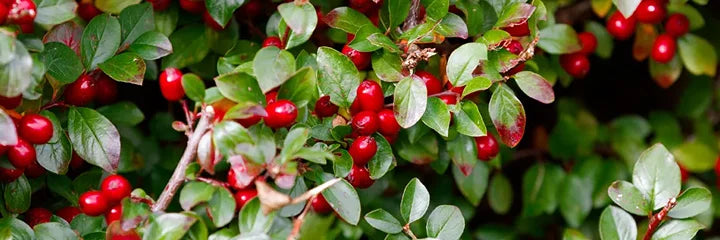 Wintergreen Oil
