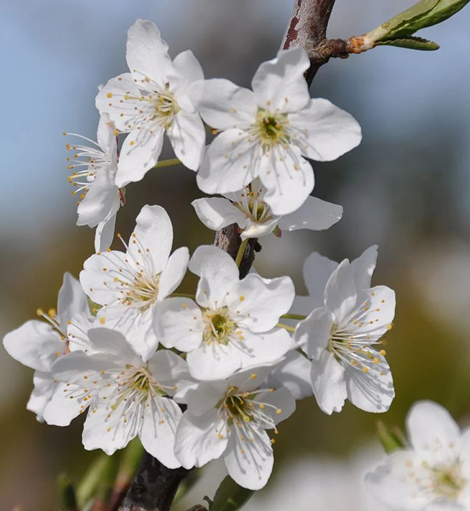 White Chestnut & Cherry Plum