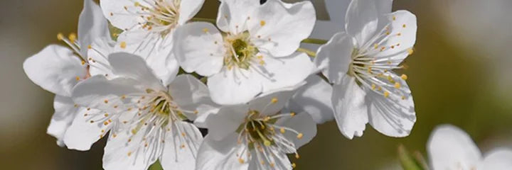 White Chestnut & Cherry Plum