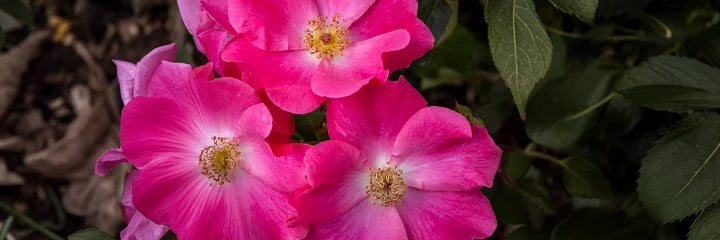 Rock Rose & Impatiens