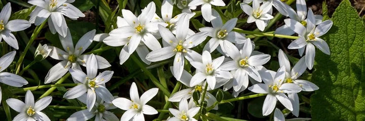 Star of Bethlehem & Clematis
